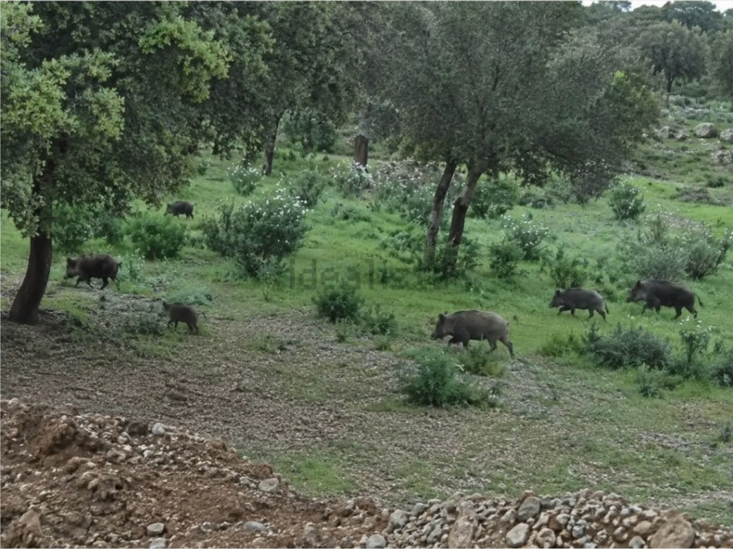 Gran finca patrimonial de 4.500 hectáreas — dehesa, caza y explotación agroforestal - imagen 9